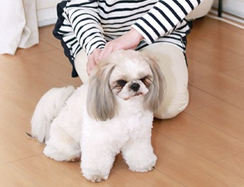 ワンダードック